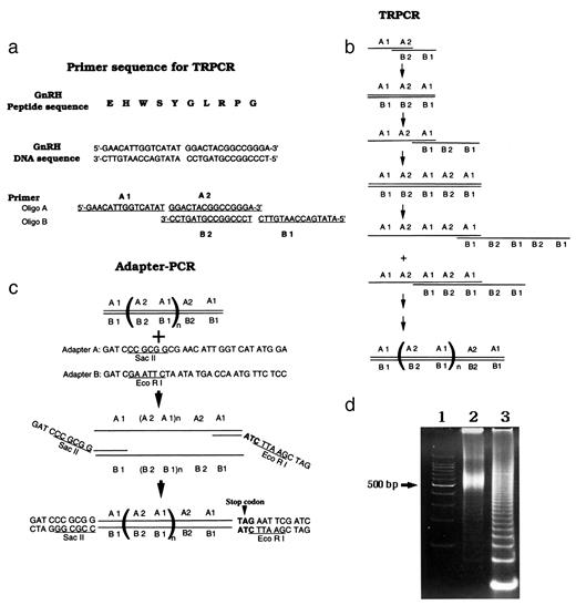 Fig. 1. The strategy for TR-PCR. a, oligonucleotide primers for TR-PCR. Oligo A encodes the target antigen (GnRH) and oligo B is complementary to oligo A in the manner indicated. Thus, the 5′half (A1) of oligo A is complementary to the 5′ half(B1) of oligo B, and the 3′ half of oligo A (A2)is complementary to the 3′ half (B2) of oligo B. b, TR-PCR. Oligo A and oligo B were used as both primers and templates for TR-PCR, the protocol for which comprised 30 cycles of denaturation at 94°C for 30 s, annealing at 37°C for 30 s, and polymerization at 72°C for 30 s, followed by a final polymerization step at 72°C for 10 min. c, adapter-PCR. The products of TR-PCR (1:100 dilution) were subjected to adapter-PCR with the adapter primers A and B. The amplification protocol was identical to that for TR-PCR, with the exception that the denaturation step was performed for 1 min. The products of adapter-PCR, which contained a SacII site at the 5′ end, an EcoRI site at the 3′ end, and a stop codon at the end of the coding region,were then subcloned into a T vector. d, analysis of the products of TR-PCR and adapter-PCR. The products of TR-PCR (Lane 2) and adapter-PCR (Lane 3) were analyzed by PAGE on an 8% gel and ethidium bromide staining. Lane 1, DNA size markers.