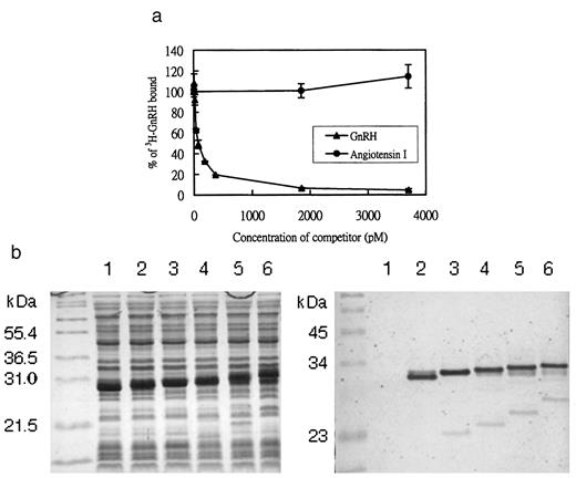 Fig. 2. Characterization of the antisera obtained from rabbits immunized with PEIa-GnRH12. a, specificity analysis of the antisera. To examine whether the antibodies induced by PEIa-GnRH12 reacted with native GnRH, an immunocompetitive assay was performed. A trace amount of [3H]GnRH (1 μCi;specific activity, 54 Ci/mmol), 50 μl of protein A Sepharose-CL4B(0.05 mg of protein A/ml), 7 μl of antisera, and various amounts of competitor (GnRH or angiotensin I) in PBS in a final volume of 0.5 ml were incubated at 37°C for 2 h, followed by centrifugation to remove unbound [3H]GnRH. The pellets were washed three times with PBS before scintillation counting. [3H]GnRH bound to antisera in the absence of competitor was used as a control,representing 100% of the [3H]GnRH binding activity. b, Epitope analysis of anti-GnRH antibodies. Left, test antigens for epitope analyses were prepared by subcloning DNA fragments encoding one to five copies of GnRH into plasmid pGEXKG (16), and introducing the resulting constructs into E. coli BL21(DE3)lysS. The transformants were cultured at 37°C in Luria Bertoni medium containing ampicillin (50 μg/ml), chloramphenicol (25 μg/ml), and tetracycline (10 μg/ml). When the absorbance at 600 nm of the culture reached 0.2, isopropyl-β-d-thiogalactopyranoside was added to a final concentration of 0.1 mm, and the cells were cultured for an additional 90 min. Cells (20 × 106 per lane) were dissolved in Laemmli sample buffer,heated at 90°C for 5 min, and then analyzed by SDS-PAGE on a 15% gel and Coomassie Blue staining. Lane 1, GST; Lane 2,GST-GnRH; Lane 3, GST-GnRH2; Lane 4, GST-GnRH3; Lane 5, GST-GnRH4; and Lane 6, GST-GnRH5. The left-most lane contains molecular size standards. (kDa,molecular weight in thousands.) Right, serum collected from rabbits immunized with PEIa-GnRH12 was analyzed for the epitopes of anti-GnRH antibodies. Bacterial cells (1 × 106 per lane) expressing the various test antigens were fractionated by SDS-PAGE, and the separated proteins were transferred to a polyvinylidene difluoride filter (Millipore) and subjected to immunoblot analysis with the rabbit antibodies, followed by incubation with antirabbit antibody conjugated with alkine phosphatases, and then stained with nitro blue tetrazolium and 5-bromo-4-chloro-3-indollyl phosphate. Lanes are as in the left panel.