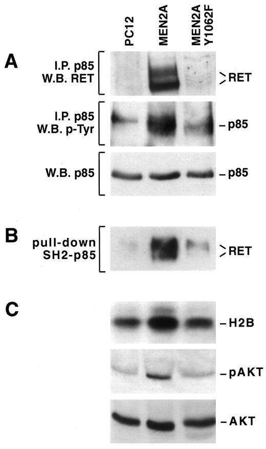 Fig. 3. A, proteins (2 mg) from the indicated cell lines were immunoprecipitated with anti-p85. The immunoblot was cut at the level of Mr 100,000 molecular weight marker: the upper part was stained with anti-RET and the lower part with anti-pTyr antibodies. A direct immunoblot (50 μg of protein lysate) was stained with anti-p85 antibodies for normalization. I.P., immunoprecipitation. B, 3 mg of proteins were subjected to a “pull-down” assay with GST/p85-N-SH2. The blot was probed with anti-RET antibodies. C,anti-Akt immunoprecipitates were incubated with histone 2B and labeled ATP; the reaction products were resolved by SDS-PAGE. Fifty μg of total lysates were immunoblotted with anti-Akt or anti-phosphoAkt(pSer473) antibodies.