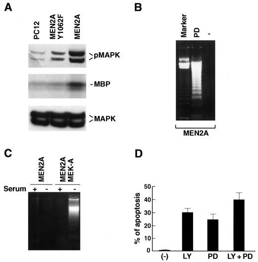 Fig. 4. A, MAPK was immunoprecipitated from 500μg of total lysate of the indicated cell lines. The immunoprecipitates were incubated with myelin basic protein and labeled ATP; the reaction products were resolved by SDS-PAGE(middle). Fifty μg of total lysates were immunoblotted with anti-MAPK (lower) or anti-phosphoMAPK(upper) specific antibodies. B, PC12 MEN2A cells were grown in complete medium and then washed and maintained for 12 h in serum-free medium in the presence of 30μ m PD098059 (PD), as indicated. Soluble DNA was analyzed by electrophoresis. C, PC12 MEN2A cells were transiently transfected with MEK-A or with the empty vector; after 24 h, cells were kept for an additional 18 h in the presence or absence of serum, and DNA laddering was analyzed by electrophoresis. D, PC12 MEN2A cells were maintained for 12 h in serum-free medium in the presence of 10 μm LY294002(LY), 30 μm PD098059 (PD),or a combination of the two inhibitors (LY + PD) and subjected to the TUNEL reaction. The average results of three independent experiments are reported.