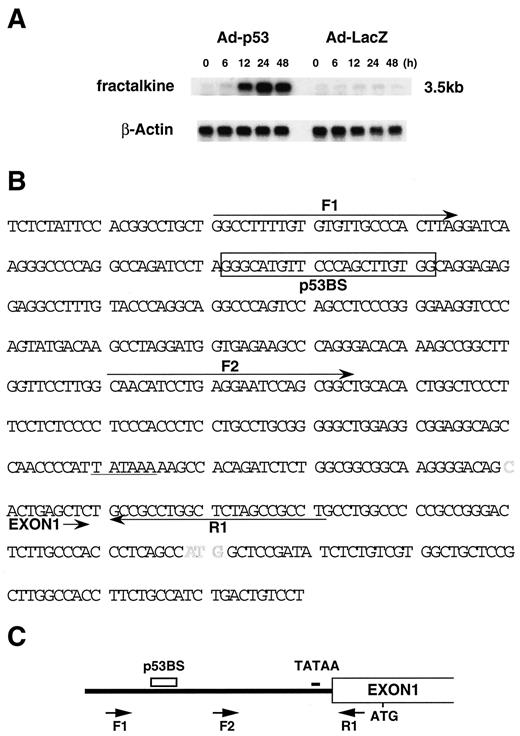 Fig. 1. Induction of fractalkine by p53. A, Northern blot analysis of fractalkinemRNA expression. Hybridization of the same blot with an actin probe is shown to demonstrate the amount of mRNA loaded in each lane. B, nucleotide sequence of the promoter region of the human fractalkine gene. A potential p53-binding sequence(p53BS) is indicated by a box, and the putative TATA box is underlined. The figure also shows the location of the three primers (F1, F2, and R1) used for PCR reactions to amplify the native promoter DNA. C,schematic representation of the promoter region detailed in B.