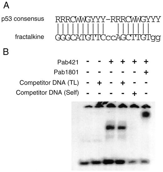 Fig. 2. The p53-responsive site of the fractalkinegene. A, comparison of sequences between the possible p53-binding site (p53BS) of the fractalkine gene and the p53-binding consensus sequence. R, purine; Y, pyrimidine; W, A or T. B, EMSA experiments performed with purified nuclear extracts from H1299 cells infected with Ad-p53. The probe was a 32P-labeled oligonucleotide designed according to the sequence of p53BS. Anti-p53 antibodies Pab421 and Pab1801 were present in the lanes designated +. Interaction between p53 protein and DNA was inhibited by unlabeled oligonucleotides corresponding to the binding site of the fractalkinegene (Self) but not by nonspecific oligonucleotides(TL).
