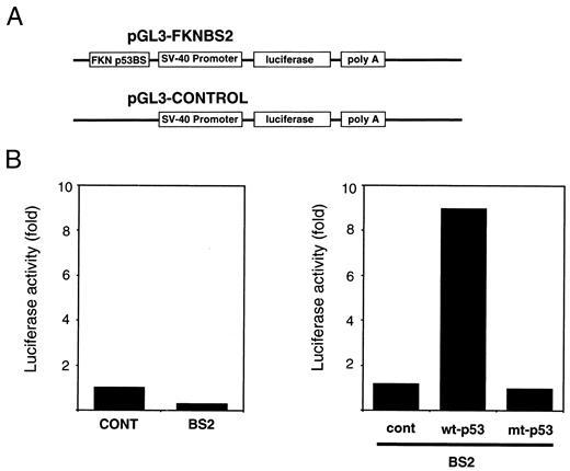 Fig. 3. Reporter assay. A, two copies of the 21-bp potential p53-binding sequence (BS2) were cloned upstream of the SV40 minimal promoter of luciferase to construct the reporter vector pGL3-FKNBS2. pGL3-CONTROL vector does not contain BS. B, left, basal levels of activities of pGL3-CONTROL and pGL3-FKNBS2 vectors. Right, activity of pGL3-FKNBS2 induced by either wild-type (wt-p53), mutant(mt-p53) p53, or mock (cont, control)expression vector. Luciferase activity is indicated relative to the activity of pGL3-CONTROL vector.