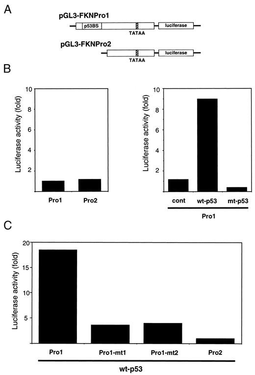 Fig. 4. Reporter assay. A, amplified genomic DNAs with (pGL3-FKNPro1) or without (pGL3-FKNPro2) p53BS were cloned into pGL3-Basic vector. B, left, basal levels of activities of pGL3-FKNPro1 and pGL3-FKNPro2. Right, activity of pGL3-FKNPro1 induced by either wild-type (wt-p53),mutant (mt-p53) p53 or mock (cont,control) vector. Luciferase activity is indicated relative to the activity of pGL3-FKNPro2 vector. C, activity of either pGL3-FKNPro1 (Pro1), pGL3-FKNPro1-mt1(Pro1-mt1), pGL3-FKNPro1-mt2 (Pro1-mt2),or pGL3-FKNPro2 (Pro2) induced by the wild-type p53 expression vector (wt-p53). Luciferase activity is indicated relative to the activity of pGL3-FKNPro2 vector.