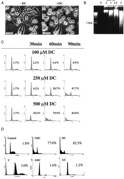Fig. 1. DC induces apoptosis in colorectal cancer cell lines. A, videomicroscopic images of DC-treated SW480 cells. Morphological signs of apoptosis were detected as early as 40 min after addition of 500 μm DC to the culture medium. Arrows, membrane blebbing and nuclear condensation. B, DNA fragments from DC-treated HT-29 cells were isolated at the indicated time points and run on a 1% agarose gel. Induction of apoptosis with DC resulted in detectable DNA laddering after 1 h. DNA laddering increased over time. C,propidiumiodide-stained HT-29 cells were analyzed by flow cytometry at the indicated time points after addition of 100, 250, and 500 μm DC. Because of loss of internucleosomal DNA cleavage fragments, cells with a subdiploid amount of DNA occurred on the left side of the G1 peak, indicating apoptosis. D, the bile salt CDC exerted almost the same proapoptotic effect on HT-29 cells as DC, whereas the DC conjugate GDC as well as the trihydroxy bile salt C and its glycine conjugate did not induce apoptosis. Controls for C and GDC, empty histogram graphs in the respective figure. The numbers indicate percentage of apoptosis in the sub-G1 area.