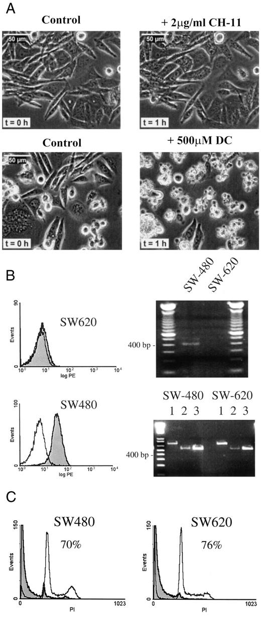Fig. 2. CD95 expression does not correlate with DC-mediated apoptosis. A, analysis of SW480 cells treated with the anti-Fas antibody CH-11 (2 μg/ml) for 1 h did not exhibit any morphological signs of apoptosis, when full-blown apoptosis was detectable in DC-treated SW480. B, cell lines were stained with the anti-CD95 antibody UB-2 and analyzed by flow cytometry. Empty graphs, cells stained with control antibody; gray graphs, cells stained with UB-2. Strong CD95 surface expression was detected on SW480, whereas there is no expression on SW620 (left). CD95 receptor RT-PCR from SW480 shows the expected 393-bp CD95 PCR product, whereas the SW620 cell line was negative for CD95 RNA (right). The integrity of the mRNA used for the RT-PCR is shown in the lower figure. Lanes 1, 3′ β-actin; Lanes 2, clathrin; Lanes 3, glyceraldehyde-3-phosphate dehydrogenase. C, apoptosis can be induced by DC in SW480 and SW620 cells. The numbers indicate percentage of apoptosis in the sub-G1 area.