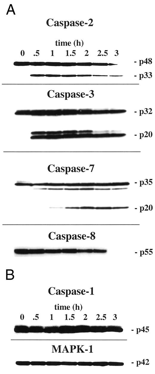 Fig. 3. DC induces activation of proapoptotic caspases but not activation of the proinflammatory caspase-1. A,whole-cell lysates of HT-29 cells treated with 500 μm DC and normalized for protein content were run on SDS-PAGE and blotted with the indicated anti-caspase antibodies. Upper bands,the uncleaved zymogen of the respective caspase. Upon induction of apoptosis with DC, the protein amount of the respective procaspase decreases while cleavage products, which are detected by the specific antibodies, occur. The activation of caspase-8 is shown solely by the decrease of the zymogen form over time. B, caspase-1(ICE) is not cleaved as indicated by stable amounts of zymogen over time. No cleavage products occur. MAPK-1 does not decrease indicating that the total content of protein was stable during the process of apoptosis.