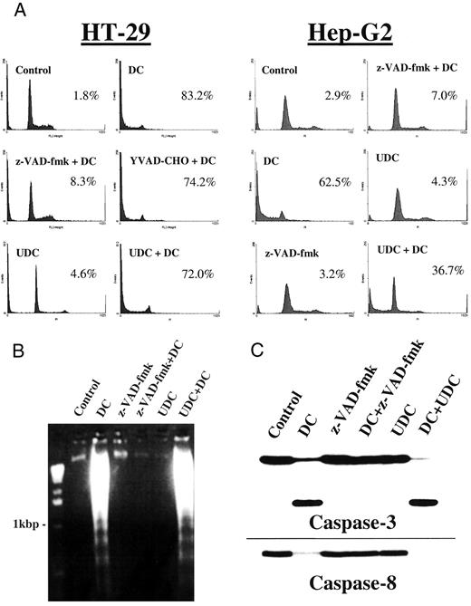 Fig. 4. Inhibition of caspases abrogates apoptosis whereas UDC has no inhibitory capacity in DC-mediated apoptosis. A,preincubation of HT-29 cells with 100 μm of the tripeptide caspase inhibitor z-VAD-fmk led to a strongly reduced apoptotic response in flow cytometry after addition of 500μ m DC (2 h), whereas YVAD-CHO did not. Preincubation of HT-29 with UDC, which inhibits several inducers of apoptosis in hepatocytes, also has no inhibitory effect (500 μm),whereas UDC itself does not result in apoptosis after 2 h. Hep-G2 cells are also killed by DC, but in this hepatic cell line both inhibitors, z-VAD-fmk and UDC, had strong anti-apoptotic potency. The numbers indicate the percentage amount of apoptosis compared with control. B, the DNA ladder confirms that z-VAD-fmk but not UDC inhibits DC-mediated apoptosis in HT-29. C,z-VAD-fmk inhibited DC-mediated cleavage of caspase-3 and caspase-8, as shown by Western blotting. Furthermore, UDC did not inhibit caspase-3 activation.