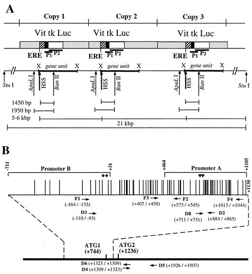 Fig. 4. Scheme of PR promoter and cartography of Vit-tk-Luc copies integrated in MVLN cells. A, schematic representation of the insert containing the pVit-tk-Luc copies integrated in the MVLN cell line. Each of the three copies described contained the entire gene unit (encompassed in the XhoI-XhoI restriction fragment, here denoted X) including the vitellogenin gene ERE, the tk promoter, and the luciferase gene, as well as the polyadenylation site,although the junction between two consecutive copies is not identical. P1 represents a 665-bp probe edged by BanI-BanII restriction sites, and P2 is a 1654-bp probe edged by XbaI-XbaI restriction sites. B, schematic representation of the promoter part of PR gene. Each vertical dash represents a CpG dinucleotide. Filled triangles and diamonds represent sites of transcription initiation for PRA and PRB, respectively. The sequences and locations of the various oligonucleotides used in the experiments are depicted.