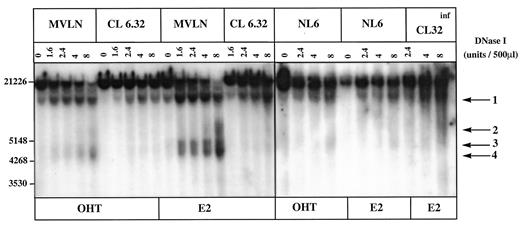 Fig. 5. DNase I hypersensitivity sites of the insert containing pVit-tk-Luc copies in MVLN, NL 6, CL 6.32, and CL 32infcells. MVLN cells and clones NL 6, CL 6.32, and CL 32inf were cultured in FCS medium. Two h before nucleus isolation, they were incubated with 10−9 mestradiol (E2) or 10−7 m OHT,as indicated below the autoradiograph. Nucleus isolation and DNase I digestion were performed as described in“Materials and Methods.” DNase I amounts (units/500 μl) are indicated above each lane on the autoradiograph. The Southern blotted DNA was hybridized with P2 containing the luciferase part of the Vit-tk-Luc plasmid. Arrows, DNase I hypersensitivity sites.