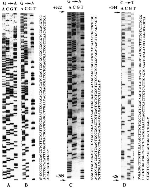 Fig. 8. Genomic sequencing of CL 6.7 bisulfite-treated DNA. A and B, control reaction. DNA from the pVit-tk-Luc plasmid (30 pg mixed with 10 μg of DNA extracted from MCF-7 cells, which do not contain pVit-tk-Luc) was methylated(A) or not (B) with SssI CpG methylase. Each DNA was then subjected to the bisulfite reaction. Products were PCR amplified using two pairs of oligonucleotides surrounding the tk promoter, which amplify the coding strand only,cloned in the T-vector, and sequenced with the primer located on the 3′end sequence. The sequence is thus read as the original DNA in which all of the guanine residues (facing a reacted cytosine) have been converted to adenines except those facing a methylated cytosine. In the native nonmethylated plasmid (B), all guanines were read as adenines, and no bands appeared in the G track. In the plasmid methylated with SssI CpG methylase(A), guanines were read as adenines except for those facing a CpG motif cytosine and, therefore, appeared as bands in the G track. C and D, PR promoter methylation status of a OHT-treated clone. DNA from clone CL6.7 was reacted with bisulfite, and the upper (coding)strand of the reaction product was amplified using F1 and F2 primers(Fig. 4<$REFLINK>B). PCR products were sequenced with the primer located on the 3′ end (C) and 5′ end (D);the sequences are thus read as the original DNA, in which all of the guanine residues have been converted to adenines except those facing a methylated cytosine (C) and the cytosine residues have been converted to thymines except those that were methylated(D).