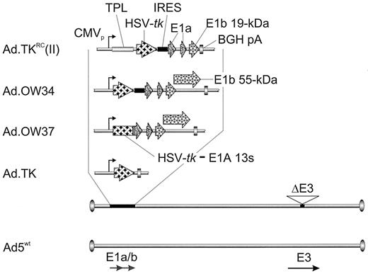 Fig. 1. Organization of the vectors used in this study. In all recombinant adenoviral vectors, an expression cassette driven by the human CMV-IE promoter and terminated by the BGH pA was inserted in the E1 region of a first generation E1- and E3-deleted adenovirus. In the replication-competent vectors,Ad.TKRC(II) and Ad.OW34, the Ad5 E1A expression is transcriptionally coupled by an IRES to HSV-tk. In Ad.OW37, a HSV-tk-E1A 13s fusion gene was used. Ad.OW34 and Ad.OW37 express the E1B 55 kDa gene, in contrast to Ad.TKRC(II). In addition, Ad.TKRC(II) carries the Ad5 TPL sequence with a minimal intron upstream of HSV-tk.