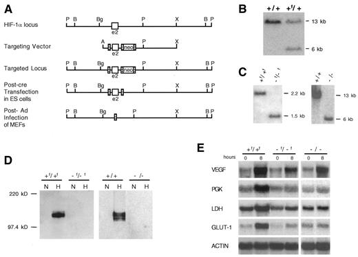 Fig. 1. Generation of a loxP-flanked allele of HIF-1α. A, diagram of the strategy used to replace the endogenous HIF-1α locus with a loxP-flanked locus. Genomic structure after targeting and cre expression. A, AflIII; B, BamHI; Bg, BglII; P, PstI; X, XbaI. B, Southern blot analysis of the HIF-1α locus before cre expression showing a BamHI digest of genomic DNA and hybridization to a 5′external probe. C, Southern blot analysis of genomic DNA from mEF ras/TAg cell lines demonstrating either loss of the second exon (−f/−f, PstI/EcoRI digest) or deletion of the second exon and intron (−/−, BamHI digest). D, Western blot analysis of mEF ras/TAg cell lines showing induction of HIF-1α after 4 h of hypoxia (1%O2) in wild-type cells and loss of hypoxia-induced HIF-1αexpression in the null cells. E, Northern blot analysis of 15 μg of total RNA from wild-type and HIF-1α-null cells after 0 or 8 h of hypoxia. Left, the cDNA probe used for hybridization.