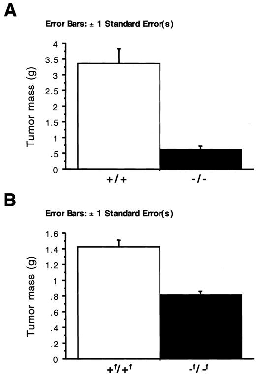 Fig. 2. Loss of HIF-1α leads to a reduction in tumor mass. A, analysis of tumor mass from +/+ras/TAg (n = 10) and−/−ras/TAg (n = 10)tumors. B, analysis of tumor mass from+f/+f ras/TAg(n = 20) and− f/−f ras/TAg(n = 16) tumors. Statistical analysis was performed using Statview (Abacus Software).