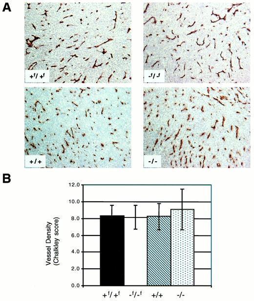 Fig. 3. Loss of HIF-1α does not affect vessel density within tumors. A, CD31 staining of frozen tumor sections showing no obvious difference in vessel density. Magnification, ×100. B, analysis of Chalkley scores confirming no statistical difference in vessel density between wild-type and null tumors.