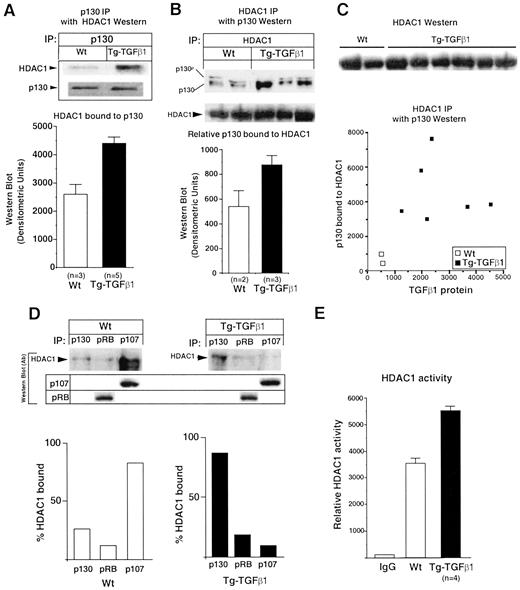 Fig. 2. HDAC1/p130 association and activity in Tg-TGF-β1 livers. A, equal amounts of p130 were immunoprecipitated with a p130 antibody from livers of Wt and Tg-TGF-β1 animals and subjected to SDS page electrophoresis (2 mg of Ab to 50 mg protein lysate). Western blotting was performed with either an HDAC1-specific antibody (above) or p130 antibody (below)to confirm equal amounts of p130 in the IP. HDAC1 was detected in the p130 IP, and the relative abundance of HDAC1 was increased in the extracts from the Tg-TGF-β1 mice. A comparison of HDAC1 abundance determined by Western blotting of p130 IP from Wt(n = 3) and Tg-TGFb1(n = 5) separate animals are shown as means; bars, SEM. B, hepatic extracts from Wt and Tg-TGF-β1 mice were immunoprecipitated with an HDAC1 antibody and electrophoresed on an SDS-PAGE, and Western blot analysis was performed of p130 (upper panel) and HDAC1(lower panel; 2 mg of antibody to 100 mg of protein lysate). The relative amount of p130 bound to the HDAC1 immunoprecipitate is shown together with the amount of TGF-β1 present in the liver of the animal, determined by Western blotting. p130-bound HDAC1 was increased in the Tg-TGF-β1 compared with the Wt. C, data are shown for the relative binding of p130 to HDAC1 after HDAC1 immunoprecipitation and TGF-β1 abundance for the same sample. The TGF-β1 abundance was determined by Western blotting,and the data are shown using relative densitometric units from the autoradiograms. Western blotting for HADC1 is shown in the upper panel. D, IP was performed of Wt or Tg-TGF-β1 samples using specific antibodies for p130, pRB, and p107. The immunoprecipitates were subjected to HDAC1 Western blot analysis. The majority of HDAC1 is associated with p107 in the Wt and with p130 in the Tg-TGF-β1 mice. p107 and pRb in Wt and Tg-TGF-β1 remain unchanged (upper panel). E, HDAC activity associated with the specific pocket protein binding HDAC1 was determined. Equal amounts of hepatic extracts from separate animals,either Wt or Tg-TGF-β1 mice, were immunoprecipitated using specific antibodies to either p107 (n = 1) for Wt or p130 (n = 4) for the Tg-TGFβ1 transgenic livers, and HDAC activity was determined. The data are means; bars, SEM. The assay was performed in duplicate for each sample.