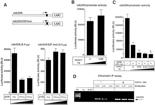 Fig. 4. The cdc25A promoter is inhibited by p130/HDAC1 through a p130-E2F-4 binding site. A, the Wt cdc25A promoter (2.4 μg) or cdc25A promoter E2F site mutant luciferase reporter gene (2.4 μg), as described in “Materials and Methods,” were transfected into 293T cells with increasing amounts of p130 (0, 300 ng, and 1.2 μg). Comparison was made with the effect of transfecting equal amounts of empty expression vector cassette(pcDNA3). p130 repression of the cdc25A promoter was abolished by mutation of the E2F site. B, HDAC1 cotransfection at increasing doses of plasmid (0–1.2 mg) with the cdc25Apromoter luciferase reporter did not affect the cdc25Apromoter, however. C, HDAC1 coexpression, at plasmid doses indicated in the figure, together with p130 increased p130-repression. ∗, significantly reduced compared at P < 0.05 with p130 (1.2 μg) in the absence of HDAC1. D, chromatin immunoprecipitation assays of untreated and TGF-β1 (24 h) treated 293T cells. Immunoprecipitation was performed with antibodies to E2F-4, p107, and p130. PCR with oligonucleotides directed to the human cdc25A promoter sequence identified a 256-bp PCR product(arrow), the cdc25A promoter sequence from −178 to +78,which includes the cdc25A E2F site by direct sequence analysis.