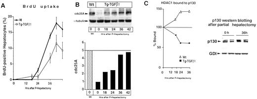 Fig. 5. HDAC1 binding to p130 decreases during PH in Tg-TGF-β1 mice. A, BrdUrd incorporation after PH on the Tg-TGF-β1 mice are means of at least n = 3 separate animals; bars, SEM. The X axis shows the number of hours after hepatectomy. B, cdc25A Western blotting of Tg-TGF-β1 mice hepatic extracts at time points (hours) after PH with comparison to cdc25A in Wt resting state. The abundance of cdc25A in the Tg-TGF-β1 mice in the resting state = 1. C, p130 IP performed with equal amounts of hepatic extracts from the Tg-TGF-β1 mice after PH was subjected to HDAC1 Western blotting. The relative HDAC1 binding is shown as mean data for n = 3 animals for each time point in the left panel. HDAC binding is shown as 100% for the resting state. The data are shown for % HDAC bound for the time points after hepatectomy, as indicated in the figure. p130 Western blotting after PH is shown in Fig. 5<$REFLINK>C, right panel.