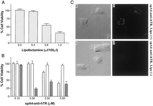 Fig. 1. Effect of Lipofectamine on 2-5A-anti-hTER treatment. U373-MG cells (5 × 103) were seeded in a well of 96-well plates and incubated at 37°C overnight. Treatment with 2-5A-anti-hTER (0.1–5.0 μm) with or without Lipofectamine (0–1.2 μl/100 μm) was performed every 12 or 24 h for 4 days. Results shown are the means ± SD of three independent experiments. A, effect of Lipofectamine alone on cell viability of U373-MG. Lipofectamine alone(0–1.2 μl/100 μm) was added into wells every 24 h for 4 days. B, the ratio of 2-5A-anti-hTER dosage to 0.4μl of Lipofectamine. Treatment with spA4-anti-hTER(0.1–5.0 μm) with or without Lipofectamine (0.4 μl/100μm) was performed every 12 or 24 h for 4 days. C, incorporation of FITC-2-5A-anti-hTER into U373-MG cells. Cells (5 × 104) were seeded in each well of 4-well chamber glass slides and incubated at 37°C overnight. The cells were treated with 0.5 μm FITC-labeled spA4-anti-hTER with or without Lipofectamine (4.0 μl/ml). After being incubated for 3 h at 37°C, the cells were washed and fixed, and the specimens were analyzed by the confocal laser scanning; a and c, phase contrast; band d, fluorescent; ×400.