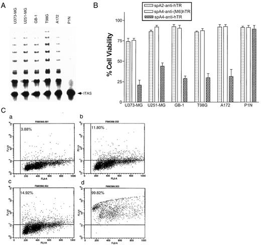 Fig. 2. Effect of 2-5A-anti-hTER mixed with Lipofectamine on cell viability of malignant glioma cells. A,telomerase activity (TRAP) assay in malignant glioma cells and cultured astrocytes. One hundred ng of protein from each cell extract was incubated with TS oligonucleotide and CX primer in the presence of dNTPs and [α-32P]dCTP. Then, PCR reaction amplified the elongated TS oligonucleotides. The PCR products were electrophoresed on a 6% polyacrylamide gel. Internal telomerase activity standard (ITAS) excludes the possibility of false-negative attributable to Taq polymerase inhibitors. B, 5 × 103 cells of each cell line were seeded in a well of 96-well plates and incubated at 37°C overnight. Treatment with 2-5A-anti-hTER [0.5 μm,spA2-anti-hTER, spA4-anti-(M6)hTER, or spA4-anti-hTER] with Lipofectamine (0.4 μl/100μm) was performed every 24 h for 4 days, respectively. Percentage was calculated against the cell viability of tumor cells treated with Lipofectamine alone. Results shown are the means ± SD of three independent experiments. C,flow-cytometric analysis of apoptosis. To detect apoptosis with annexin V labeling, U373-MG cells (1 × 106) treated with 2-5A-anti-hTER were harvested, washed, fixed with ice-cold 70%ethanol (50 min, 4°C), and resuspended in binding buffer. Fifty μl of FITC-annexin V were added and incubated for 15 min in the dark at room temperature before flow-cytometric assay; a,Lipofectamine (4 μl/ml) alone; b,spA4-anti-(M6)hTER (0.5 μm) and Lipofectamine(4 μl/ml); c, spA4-anti-hTER (0.5μ m) alone; d, spA4-anti-hTER(0.5 μm) and Lipofectamine (4 μl/ml). X axis, DNA content by propidium iodide; Y axis, annexin V-FITC.