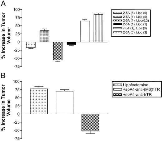 Fig. 3. Effect of 2-5A-anti-hTER on s.c. tumors. Five × 106 of U373-MG cells were inoculated s.c. in nude mice. When the size of the tumors reached 60–120 mm3,2-5A-anti-hTER (1.0–5.0 nmol/tumor) with Lipofectamine (0–3.0 μl)was directly injected into the tumors (n = 5 for each group). A, the ratio of 2-5A-anti-hTER:Lipofectamine. spA4-anti-hTER (1.0 or 5.0 nmol/tumor) with Lipofectamine (0–3.0 μl) was directly injected into the tumors every 24 h for 1 week. Results shown are the means ± SD. B, effect of 2-5A-anti-hTER mixed with Lipofectamine on s.c. tumors. spA4-anti-hTER or spA4-anti-(M6)hTER (1.0 nmol/tumor) with Lipofectamine (0.3 μl) was directly injected into the tumors every 24 h for 1 week. Results shown are the means ± SD.