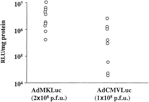 Fig. 4. Luciferase expression in s.c. tumor injected with either AdMKLuc or AdCMVLuc. AdMKLuc (2 × 108pfu) was injected into 10 s.c. G-401 tumors and AdCMVLuc(1 × 108 pfu) into 8 s.c. tumors. The median of luciferase expression by AdMKLuc is 4.0 × 106 RLU/mg protein and that by AdCMVLuc is 4.1 × 105 RLU/mg protein.