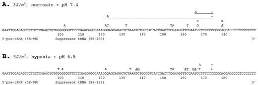 Fig. 3. Spectra of UV-induced supFG1 reporter gene mutations in (A) cells grown under normoxic conditions at pH 7.4 and (B) cells grown under hypoxia at pH 6.5. Base substitutions are listed above the original sequence. Single-bp deletions or insertions are indicated by the symbols Δ or +, respectively, above the corresponding site. Double mutations are indicated by underlining.