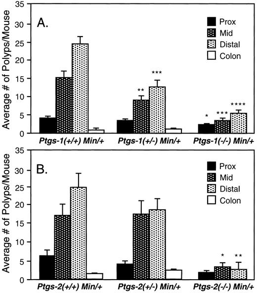 Fig. 1. Targeted gene disruption of Ptgs-1(A) or Ptgs-2 (B) reduces the number of polyps in the Min/+ mouse. Columns, the number of tumors (means) in the proximal,mid, distal sections of the small intestines and colons of 6-month-old mice; bars, SE. For the COX-1 Min/+ mice,13–17 mice were used for each genotype to determine the number of tumors. For the COX-2 Min/+ mice, 10–14 mice were used,except for the COX-2(−/−) Min/+ group where only two mice were available. Fishers LSD test was used to determine statistical significance from Min/+ mice: ∗, P < 0.05; ∗∗, P < 0.01; ∗∗∗, P < 0.001; ∗∗∗∗, P < 0.0001.