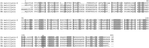 Fig. 1. Amino acid sequence alignment of human matrilysin-2 with matrilysin from different species. The amino acid sequences of previously described matrilysins (human (Hs), cat(Fd), rat (Rn), and mouse (Mm)) were extracted from the SwissProt database, and the multiple alignment was performed with the PILEUP program of the Genetics Computer Group package (University of Wisconsin). The threonine residue characteristic of matrilysins is boxed. Common residues to all sequences are shadowed. Numbering corresponds to the sequence of human matrilysin-2.