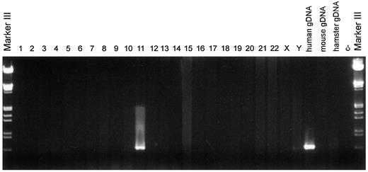 Fig. 2. Chromosomal mapping of the human matrilysin-2 gene. Total DNA (100 ng) from the 24 monochromosomal somatic cell lines was PCR-amplified with primers 5′-AAATTCTGGAAATCCTGGAGTTGTCC and 5′-GTGGGGTACATTATGGAGCTCTG as described in “Materials and Methods.”λDNA digested with EcoRI and HindIII (Marker III, Boehringer Mannheim)was used as a size marker.