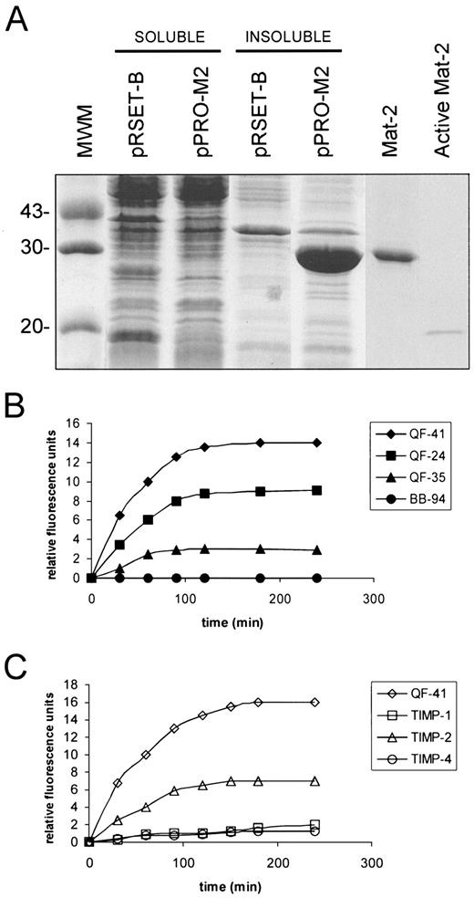 Fig. 3. Production and purification of recombinant matrilysin-2 in E. coli and analysis of its enzymatic activity on synthetic peptides. A, SDS-PAGE analysis of soluble and insoluble fractions of bacterial extracts (pRSETB and pPRO-M2), and of fractions obtained after solubilization and purification by size-exclusion (Superdex-75) and affinity (Ni-NTA) chromatography of the insoluble pPRO-M2 extracts (promat-2). The processed form of the enzyme generated after dialysis of the purified promatrilysin-2 is indicated as active mat-2. The sizes of the molecular weight markers (MWM) are shown to the left. In B, synthetic fluorescent peptides QF-24, QF-35, and QF-41 (1 μm) were incubated with active matrilysin-2 (20 nm) in 50 mm Tris/HCl, 5 mmCaCl2, 150 mm NaCl, and 0.05% (v/v) Brij 35(pH 7.6) with a final concentration of DMSO of 1%, for the indicated times at 37°C. The fluorometric measurements were made atλ ex = 328 nm, andλ em = 393 nm, where ex stands for excitation and em stands for emission. The experiments were also performed in the presence of the MMP inhibitor BB-94 (25 nm). In C, synthetic peptide QF-41 was incubated with active matrilysin-2 in the presence or absence of 20 nm of the indicated TIMPs, and fluorescence at the indicated times was monitored as above.