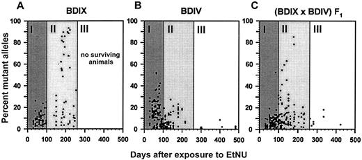 Fig. 2. Fractions of mutant neu alleles in trigeminal nerve tissue of BDIX (A), BDIV(B), and (BDIX × BDIV) F1(C) rats, as a function of time after exposure to EtNU on postnatal day 1. The time axis was operationally divided into phases I, II, and III. A, all BDIX rats had developed malignant trigeminal schwannomas by the end of phase II and had been sacrificed by this time. B, all BDIV rats were free of trigeminal schwannomas through phase III. C, 12 cases of macroscopically visible malignant schwannomas were seen at necropsy in phase II.