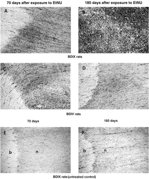 Fig. 3. Morphological appearance of the trigeminal nerves of BDIX and BDIV rats at different times after exposure to EtNU on postnatal day 1 and of age-matched untreated control animals. A–E, frozen sections of the brain(b)-nerve (n) junction stained with H&E. A and B, trigeminal nerve tissue from BDIX rats at 70 and 180 days, respectively, after exposure to EtNU. C and D, trigeminal nerve tissue from BDIV rats, at 70 and 180 days, respectively, after exposure to EtNU. E and F, trigeminal nerve tissue from age-matched untreated BDIX control animals. Note the similarly increased density of nuclei in A and C in comparison with E. B represents a full-blown schwannoma of a susceptible BDIX rat at 180 days. After the same time interval, D resembles the untreated control tissue F.