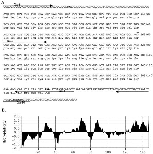 Fig. 3. Sequence of XAGE-1. A, the nucleotide and amino acid sequence of XAGE-1. The polyadenylation signal is italicized and bold. The translational stop codons are indicated in bold. Primers are showed by arrows. B, Hoop/Woods hydrophilicity plot. A potential membrane-spanning region was noticed in the NH2-terminal end.