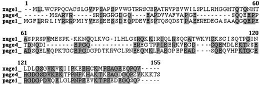 Fig. 4. Comparison of the XAGE-1, PAGE-4, and PAGE-1 (GAGE9)amino acid sequences. Conserved residues are shaded.
