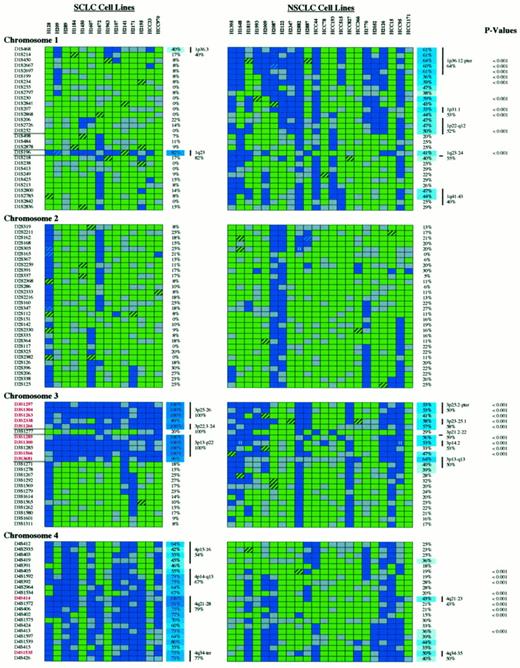 Fig. 2. Complete allelotyping results of 14 SCLCs and 22 NSCLCs. Microsatellite markers are shown on the left; markers in red have >60% LOH in SCLC and NSCLC. Double bars, breakpoints. Cell lines are indicated above the figure. The percentages of LOH/informative cases are shown on the right of each panel. Percentages >35% are color-coded, with darker blue corresponding to higher percentages. Minimal areas of allele loss (hot spots) are depicted by vertical bars,together with their chromosomal locations and percentage of regional loss. P (right) indicates statistically significant differences in LOH frequencies between SCLC and NSCLC. Legend for allelotyping data: green box, HET; hatched green box, MA with both alleles retained; blue box, LOH; hatched blue box, MA with loss of one allele; blue box with a white H, HD; gray box, NI.