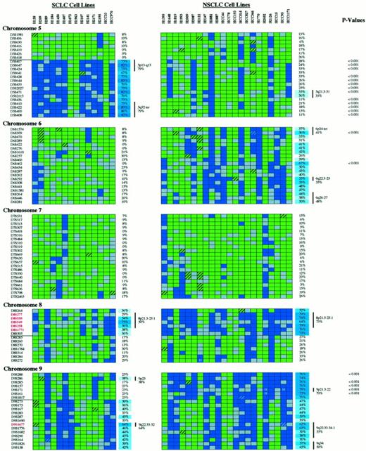 Fig. 2. Complete allelotyping results of 14 SCLCs and 22 NSCLCs. Microsatellite markers are shown on the left; markers in red have >60% LOH in SCLC and NSCLC. Double bars, breakpoints. Cell lines are indicated above the figure. The percentages of LOH/informative cases are shown on the right of each panel. Percentages >35% are color-coded, with darker blue corresponding to higher percentages. Minimal areas of allele loss (hot spots) are depicted by vertical bars,together with their chromosomal locations and percentage of regional loss. P (right) indicates statistically significant differences in LOH frequencies between SCLC and NSCLC. Legend for allelotyping data: green box, HET; hatched green box, MA with both alleles retained; blue box, LOH; hatched blue box, MA with loss of one allele; blue box with a white H, HD; gray box, NI.