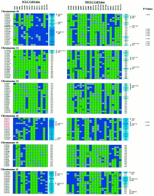 Fig. 2. Complete allelotyping results of 14 SCLCs and 22 NSCLCs. Microsatellite markers are shown on the left; markers in red have >60% LOH in SCLC and NSCLC. Double bars, breakpoints. Cell lines are indicated above the figure. The percentages of LOH/informative cases are shown on the right of each panel. Percentages >35% are color-coded, with darker blue corresponding to higher percentages. Minimal areas of allele loss (hot spots) are depicted by vertical bars,together with their chromosomal locations and percentage of regional loss. P (right) indicates statistically significant differences in LOH frequencies between SCLC and NSCLC. Legend for allelotyping data: green box, HET; hatched green box, MA with both alleles retained; blue box, LOH; hatched blue box, MA with loss of one allele; blue box with a white H, HD; gray box, NI.