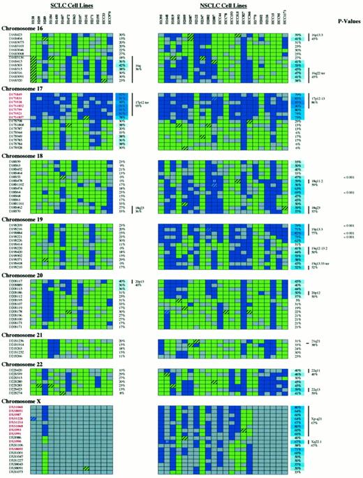 Fig. 2. Complete allelotyping results of 14 SCLCs and 22 NSCLCs. Microsatellite markers are shown on the left; markers in red have >60% LOH in SCLC and NSCLC. Double bars, breakpoints. Cell lines are indicated above the figure. The percentages of LOH/informative cases are shown on the right of each panel. Percentages >35% are color-coded, with darker blue corresponding to higher percentages. Minimal areas of allele loss (hot spots) are depicted by vertical bars,together with their chromosomal locations and percentage of regional loss. P (right) indicates statistically significant differences in LOH frequencies between SCLC and NSCLC. Legend for allelotyping data: green box, HET; hatched green box, MA with both alleles retained; blue box, LOH; hatched blue box, MA with loss of one allele; blue box with a white H, HD; gray box, NI.