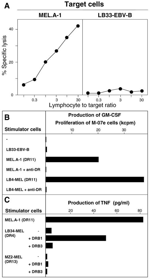 Fig. 2. Specificity of CD4 T cell clone 19. A,sensitivity of 51Cr-labeled target cells to lysis by clone 19. MEL.A-1 cells were treated with IFN-γ (50 units/ml) over 2 days before the lysis assay. Chromium release was measured after 4 h. B, production of GM-CSF. Clone 19 (5000 cells) was incubated for 6 h with the indicated IFN-γ-treated melanoma cells (3 × 104 cells) either alone or in the presence of anti-HLA-DR monoclonal antibody L243 (1:10 dilution of ascitic fluid from mice inoculated with the hybridoma cells). Culture medium was collected and added to 104 M-07e cells.[3H]Thymidine was added 24 h later, and after another 16 h, the cells were harvested for measurement of thymidine incorporation. Similar results were obtained by measuring the concentration of GM-CSF in the culture medium by ELISA. C, HLA restriction of T cell clone 19. Allogeneic melanoma cells treated for 18 h with IFN-γ were transfected,using LipofectAMINE, with expression vector pcDNA3 containing HLA-DRB1*1101 or DRB3*0202 cDNA clones. CD4 clone 19 (5000 cells) was added after 24 h, and medium was collected for TNF measurement after another 24 h.