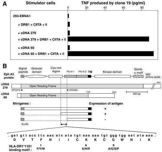 Fig. 4. Identification and characterization of cDNA clones encoding antigen LB33-Z. A, stimulation of clone 19 by 293-EBNA cells (5 × 104 cells/well)cotransfected with 100 ng of cDNA 60 or 279 cloned into expression vector pCEP4 and with 10 ng of pcDNA1/Amp-Ii, 10 ng of pcDNA3-DRB1*1101, and 20 ng of EBO-76pl-CIITA. Clone 19 (5000 cells/well) was added after 24 h, and the concentration of TNF released in the medium was measured 24 h later using the TNF-sensitive WEHI-164c13 cells. B, cDNA clones 279 and 60 are represented as boxes with the open reading frames and the 5′ and 3′ untranslated regions. A schematic representation of the different domains of the EphA3 protein is aligned with the cDNA. Minigenes were constructed as follows: a sequence coding for the leader peptide of EphA3 was first cloned into vector pcDNA3. PCR fragments corresponding to truncated extracellular portions of EphA3, ending immediately downstream of the transmembrane region, were then cloned in-frame with the signal sequence. Three of these constructs are shown. They were cotransfected with CIITA, Ii, and DR11 cDNA clones into 293-EBNA cells. Recognition of the transfectants by clone 19 was tested with a GM-CSF production assay. Arrows, primers used for the analysis of EphA3 expression by PCR. The GenBank accession numbers of cDNA clones 279 and 60 are AF213459 and AF213460,respectively.