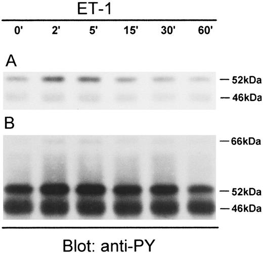 Fig. 4. Serum-starved OVCA 433 cells were stimulated for variable time intervals ranging from 2 to 60 min with 20 nm ET-1 and were lysed. The cell lysates were immunoprecipitated with rabbit polyclonal Ab to Shc. Imunoprecipitates were analyzed by SDS-PAGE on 7.5% gels followed by Western blot analysis with antiphosphotyrosine monoclonal Ab (clone 4D10). A, a short-time exposure;(B) a long-time exposure.