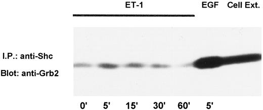 Fig. 5. Serum-starved OVCA 433 cells were stimulated for variable time intervals ranging from 5 to 60 min with 20 nm ET-1 or for 5 min with 10 ng/ml hrEGF and lysed, and cell lysates were immunoprecipitated with rabbit polyclonal Ab to Shc. Immunoprecipitates were analyzed by SDS-PAGE on 7.5% gels followed by Western blot analysis with anti-Grb2 monoclonal Ab. In the last Lane,right side, a total cell lysate sample was analyzed.
