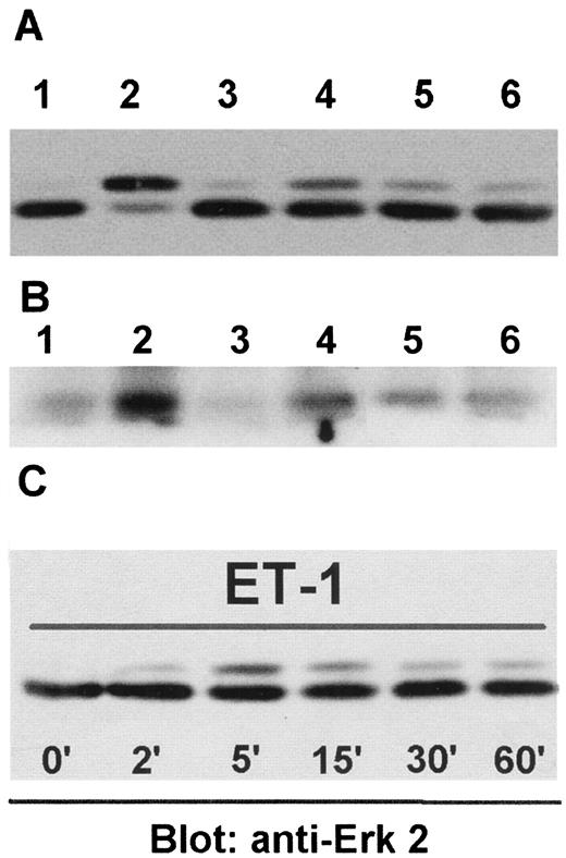 Fig. 6. OVCA 433 cells were serum-starved for 24 h(Lane 1), preincubated with tyrphostin AG1478(Lanes 3 and 5) or BQ123 (Lane 6) and then stimulated for 5 min with 10 ng/ml hrEGF(Lanes 2 and 3) or 20 nm ET-1(Lanes 4-6). Total cell lysates were analyzed by SDS-PAGE on 7.5% gels followed by Western blot analysis with anti-Erk 2 rabbit polyclonal Ab (A). Extracts from cells treated as in A were immunoprecipitated with rabbit polyclonal Ab to Erk 2 and an in vitro kinase assay was performed using MBP as a substrate for Erk 2(B). Serum-starved OVCA 433 cells were stimulated for variable time intervals ranging from 2 to 60 min with 20 nmET-1 and were lysed, and total cell lysates were analyzed by SDS-PAGE on 7.5% gels, followed by Western blot analysis with anti-Erk 2 rabbit polyclonal Ab (C).