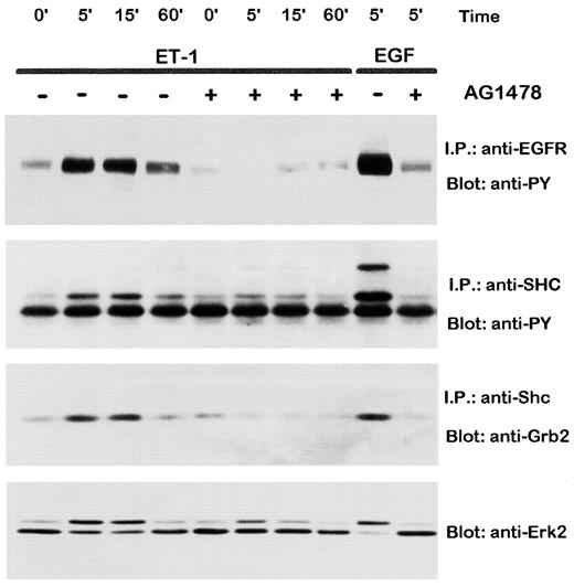 Fig. 7. Quiescent OVCA 433 cells were stimulated for 0, 5, 15, or 60 min with 20 nm ET-1 or for 5 min with 2 ng/ml hrEGF in the presence or absence of tyrphostin AG1478. Cells were then lysed in Triton X-100 lysis buffer, and cell lysates were divided into aliquots that were immunoprecipitated with Abs to EGF-R and to Shc. Immunoprecipitates and total cell lysates were then analyzed by SDS-PAGE on 7.5% (Shc and EGF-R) or 11.25%(acrylamide:bisacrylamide, 30:0.2) acrylamide gels and immunoblotted with Abs to phosphotyrosine (anti-PY), Grb2(anti-Grb2), or Erk 2(anti-Erk2).