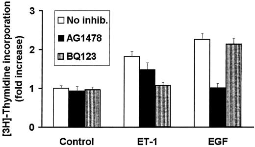 Fig. 8. OVCA 433 cells were plated (1 × 104 cells/well) in 96-well plates and serum-starved for 24 h. Cells were then stimulated with or without the presence of the EGF-R kinase-inhibitor tyrphostin AG1478 or the ETA-antagonist BQ123. After 18 h, cells were labeled for 6 h with [methyl-3H]thymidine,and cell-incorporated radioactivity was measured by liquid scintillation after trichloroacetic acid precipitation and alkaline lysis.