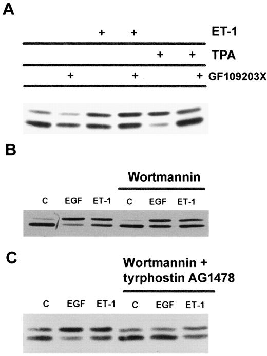 Fig. 9. Total cell lysates from OVCA 433 cells unstimulated or stimulated for 5 min with 20 nm ET-1, 10 ng/ml hrEGF, or 60 nm TPA in the absence or presence of GF 109203X(A), wortmannin (B), or wortmannin and tyrphostin AG1478 (C), respectively, and electrophoresed and immunoblotted with anti-Erk 2 Ab to analyze electrophoretic mobility retardation of phosphorylated Erk2.
