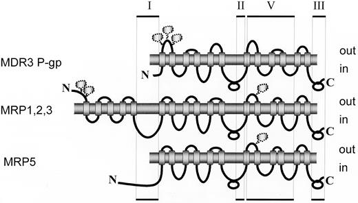 Fig. 1. Indication of regions of ABC transporter proteins used in the fusion proteins. The MRP1 model is based on the work of Bakos et al. (79), Hipfner et al.(80), and Kast and Gros (81); MRP5 is based on Belinsky et al. (10), and MDR3 P-gp is based on Lincke et al. (82). Glycosylation sites are indicated by “cloud” symbols. The roman numbers refer to the different fusion proteins(see also “Materials and Methods”).