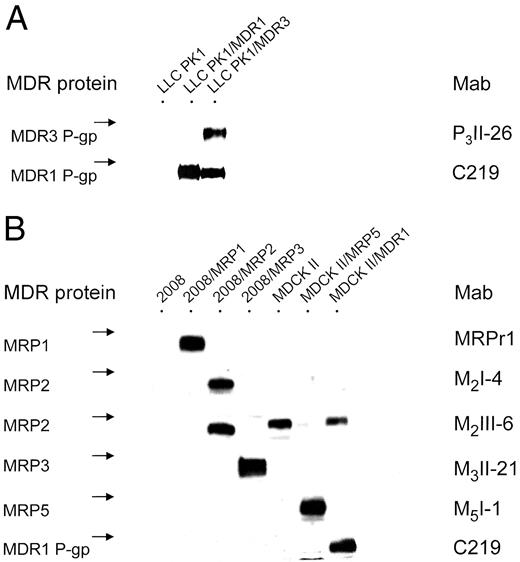 Fig. 2. Western blot with Mabs of the panel, detecting MDR-related proteins in transfected cell lines. Blots were developed with chemiluminescence and exposed to Kodak film. A, parental pig kidney LLC PK1 cells and LLC PK1 cells transfected with MDR1 P-gp or MDR3 P-gp cDNA, probed for MDR3 P-gp with P3II-26 Mab and probed for MDR1 P-gp with C219 Mab. Arrow, Mr 200,000 marker. P3II-26 specifically detects MDR3 P-gp, whereas C219 detects both MDR1 P-gp and MDR3 P-gp. B, parental and transfected ovarian 2008 and canine kidney MDCK II cells, probed for MRP1, MRP2, MRP3, and MRP5 and MDR1 P-gp with MRPr1,M2I-4, M2III-6, M3II-21,M5I-1, and C219 Mabs. Arrow,Mr 200,000 marker. Each of the transporters is specifically recognized by its corresponding Mab. The M2III-6 Mab also recognizes a band in the parental and MDR1 P-gp-transfected MDCK II cell line, presumably endogenous canine Mrp2.
