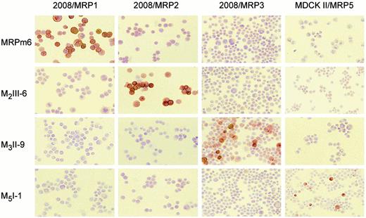 Fig. 3. Staining of cytospins of the ovarian 2008 and canine kidney MDCK II cells transfected with MRP1, MRP2, MRP3, or MRP5 cDNA with MRPm6, M2III-6, M3II-9, and M5I-1 Mab. Color development was with amino-ethyl-carbazole. Strong staining of transporter molecules by their corresponding Mabs is observed.